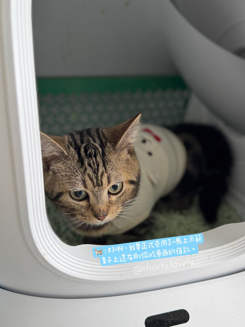 女人知己試用大隊,口碑行銷,部落客行銷,PurreLand 倍淨豆腐貓砂,好市多購買,COSTCO購買,豆腐貓砂,PurreLand倍淨,低粉塵,易清理,可沖馬桶,提供絕佳的除臭與凝結力,豆腐貓砂評價,貓砂評價,使用心得,貓砂分享,好用,原味,綠茶,豆腐砂,水量需完全覆蓋貓砂,水量需貓砂的2~3倍以上,豆腐砂評價,高CP值,划算